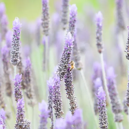 Harihome * Triggianello